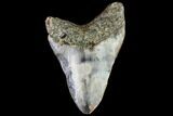 Fossil Megalodon Tooth - North Carolina #109675-2